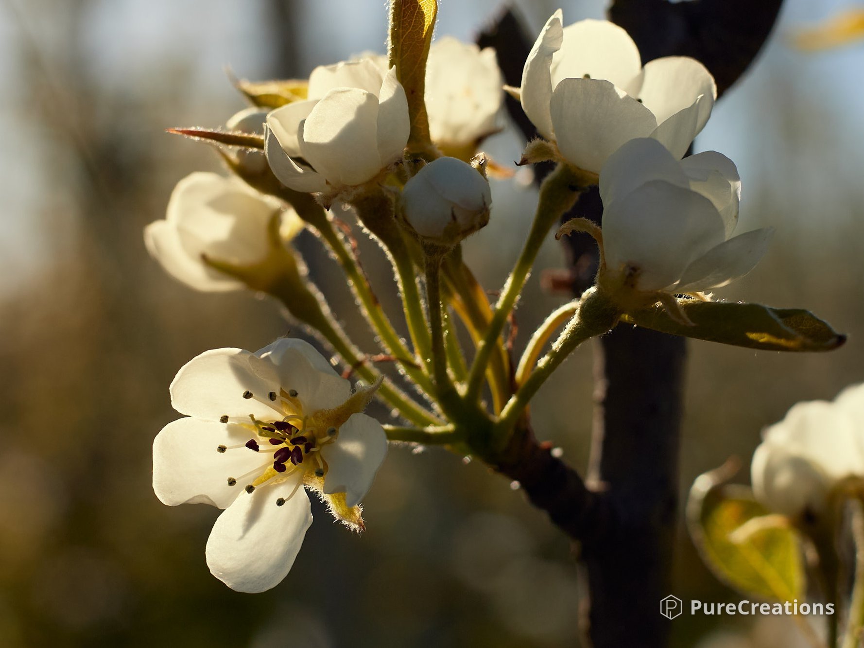 Foto van PureCreations